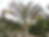 Triangle Palm (Dypsis decaryi) Seeds