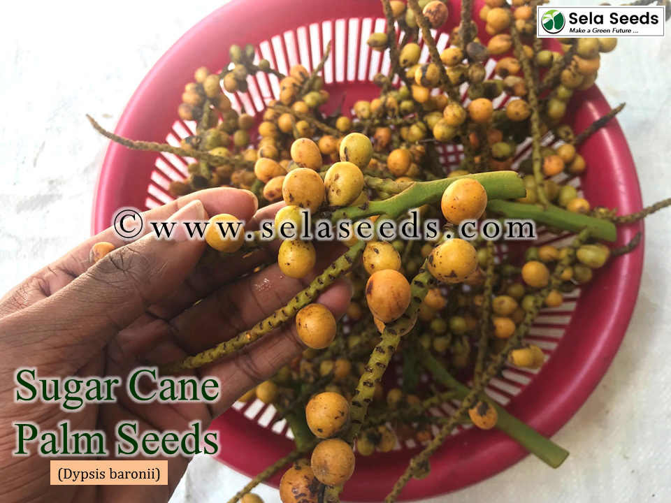 Miniature : Sugar Cane Palm Seeds (Dypsis baronii)