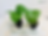 Miniatura: Black pepper live plant (piper nigrum) 8Cm - 12Cm Size