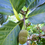 Miniatura: Ceylon Breadfruit Plant (Artocarpus nobilis) Organic & RARE