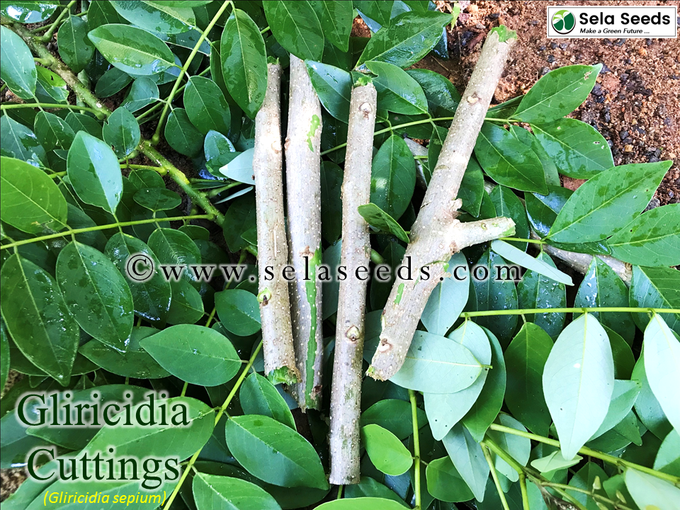 Miniature : Gliricidia cuttings (Gliricidia sepium) 5"-7" inch size