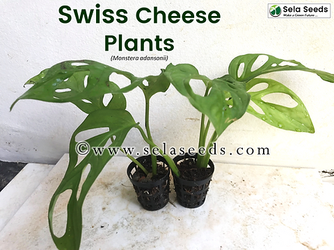Swiss cheese plant (Monstera adansonii) nice plants | Sela Seeds