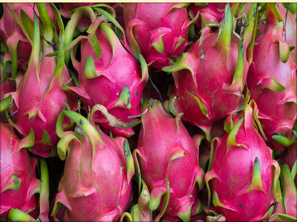 Miniaturbild: Drachenfruchtsamen "Selenicereus undatus" gentechnikfrei