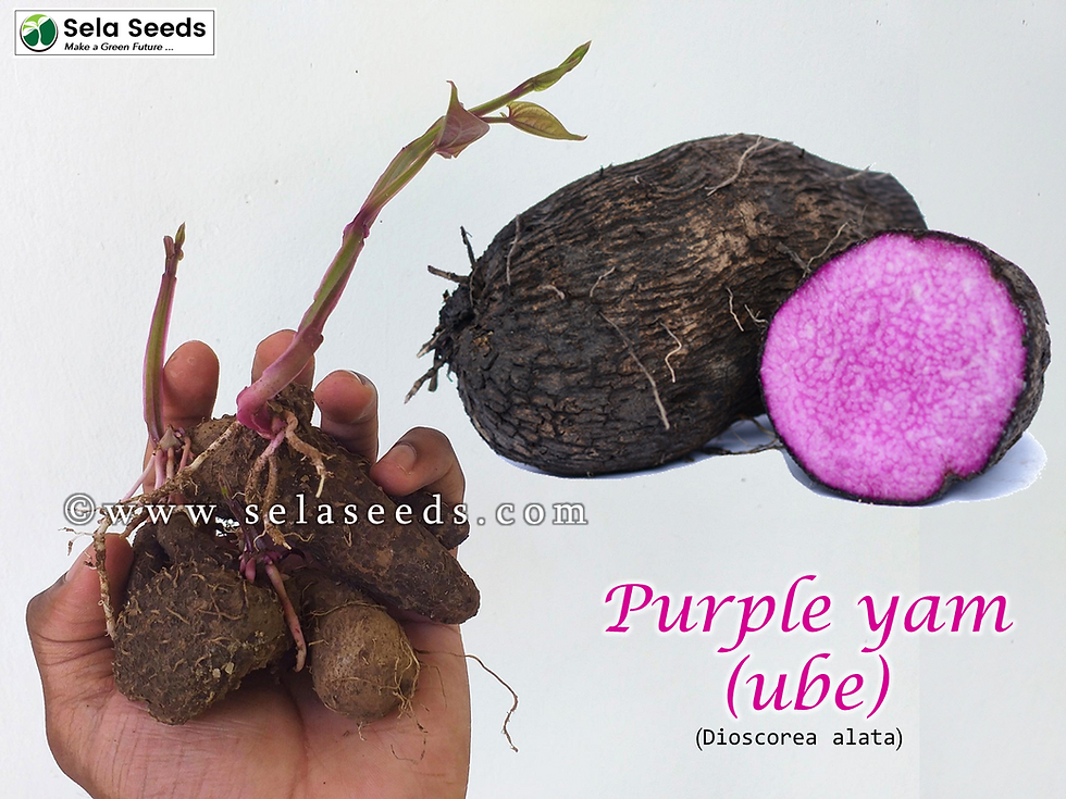 Miniature : Purple yam - ube (Dioscorea alata) edible subterranean tubers