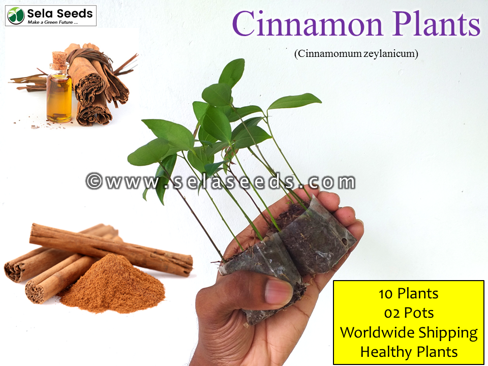Miniaturbild: True Ceylon cinnamon plants (Cinnamomum Zeylanicum) organic original cinnamon sela seeds