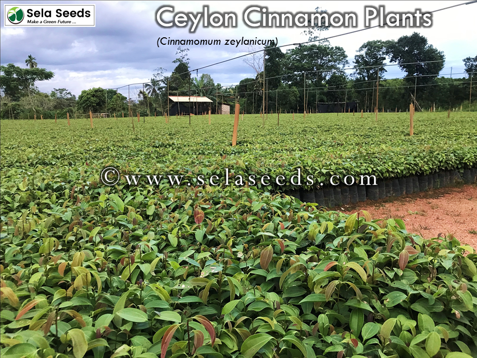 Ceylon Cinnamon Plants (Cinnamomum Zeylanicum) sela seeds