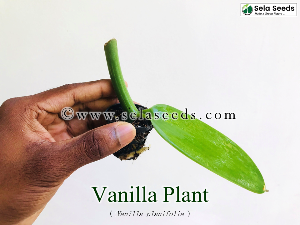 Vanilla live plant (vanilla planifolia) Madagascar Vanilla