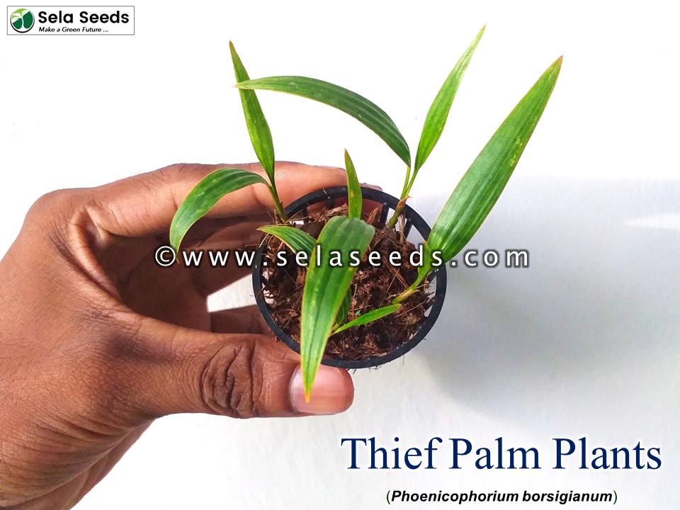 Thumbnail: Thief Palm plants ,stevensonia palm (Phoenicophorium borsigianum) potted plants