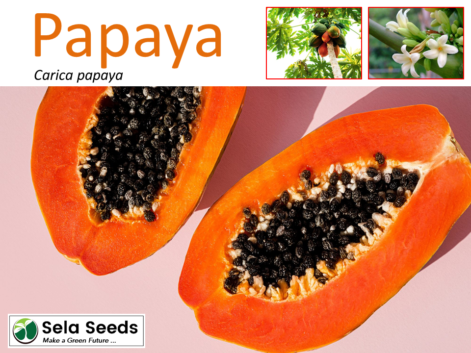 Flowers Dried papaya seeds 100 Organic plain and untreated raw foods 100 g Floral Arranging