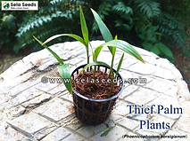 Thief Palm plants ,stevensonia palm (Phoenicophorium borsigianum) potted plants