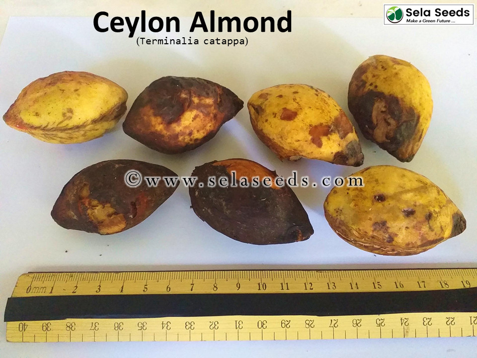 Thumbnail: Sri Lankan Almond Seeds (Terminalia catappa) Fruit Seeds, sela seeds
