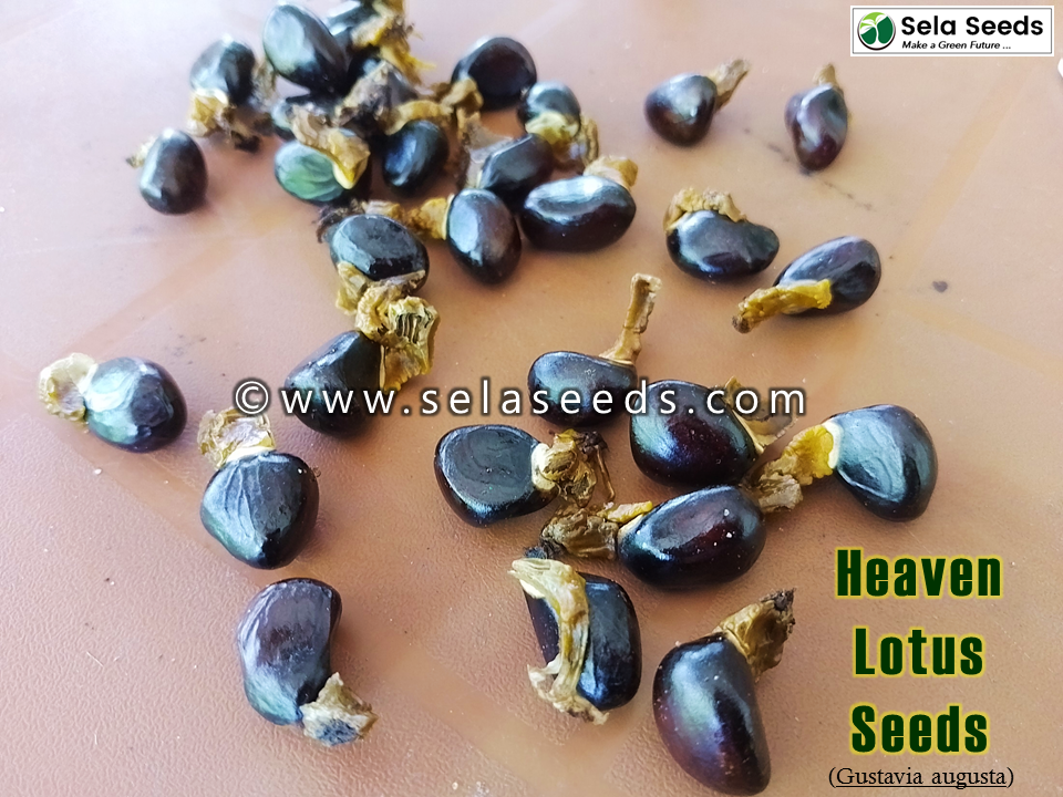 Miniaturbild: Membrillo (Gustavia augusta) Heaven Lotus Fresh Seeds