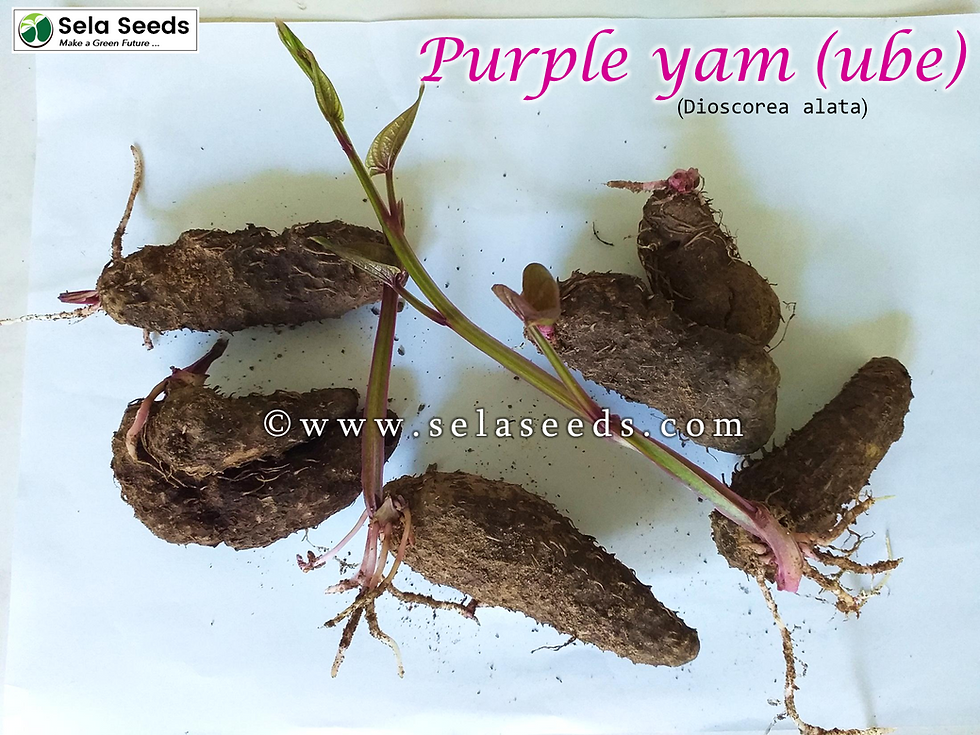 Miniature : Purple yam - ube (Dioscorea alata) edible subterranean tubers