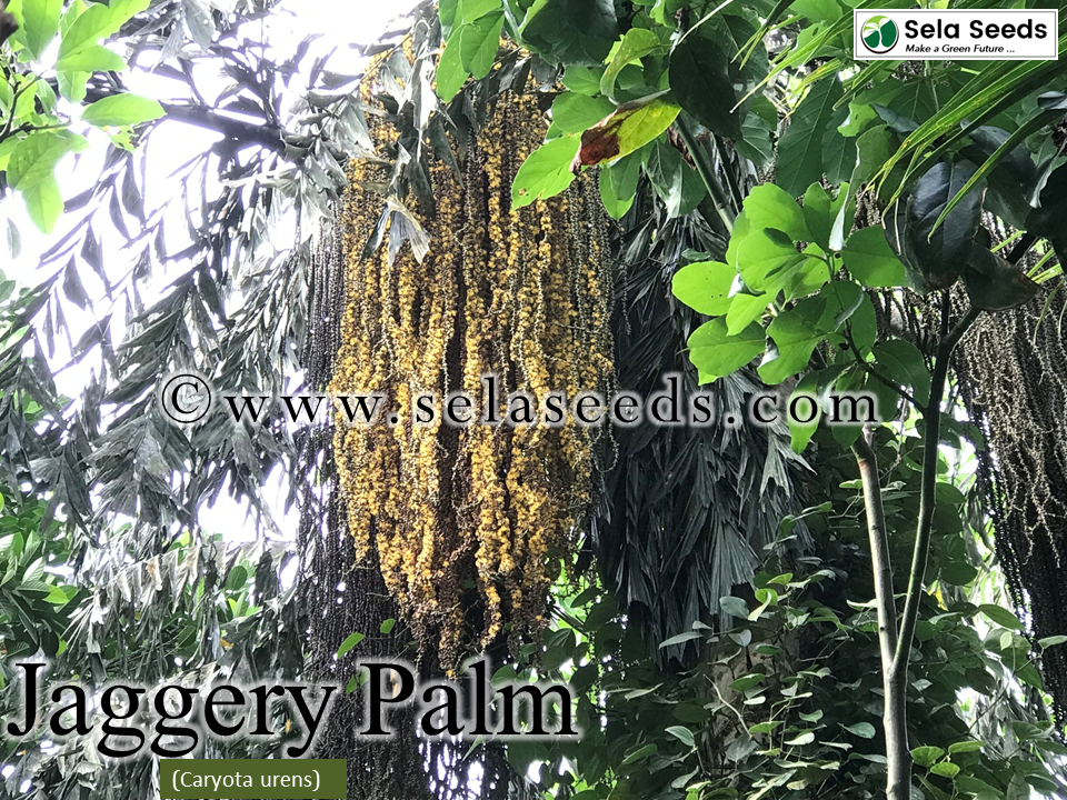 Miniatura: Toddy palm, Jaggery Palm Seedlings (Caryota urens)
