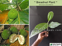 نبات الخبز (Artocarpus camansi) بلانكو