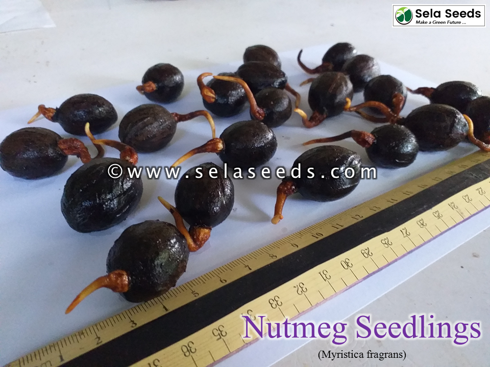 Thumbnail: Nutmeg  Seedlings (Myristica fragrans) Spice Herbale Rare