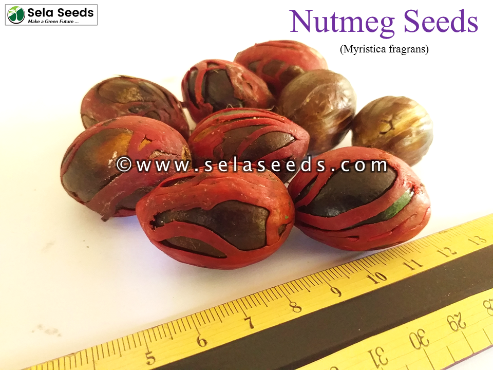 Thumbnail: Nutmeg seeds for planting  (Myristica fragrans) Rare herbal, spice 100% organic