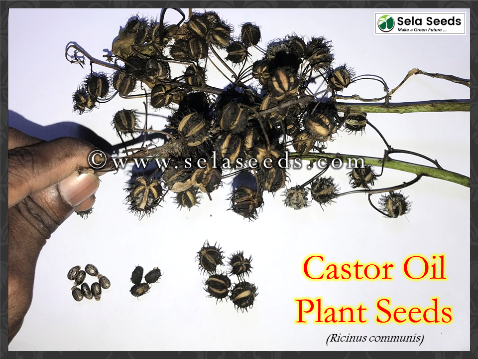 Miniatura: Semi di ricino (Ricinus communis) semi di erbe