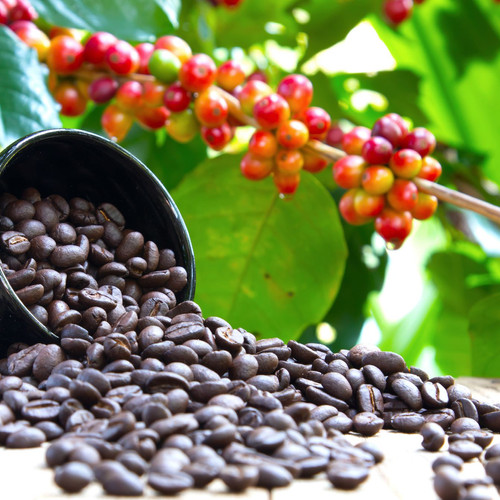 Arabian Coffee, Coffea arabica, 100% fresh seeds | Sela Seeds