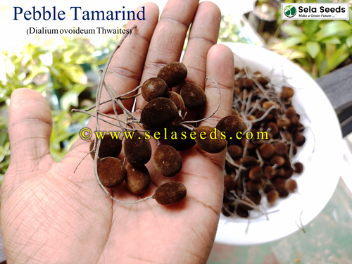 saucer for plant pots Terracotta Pot and Saucer Set for Baby Plants (8cm Diameter)