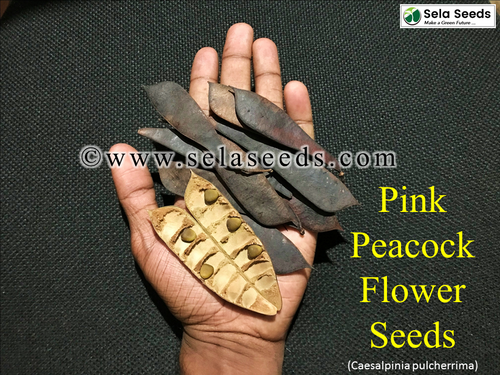 plant coffee seeds Dwarf Pacas Coffee Plant