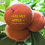 Miniaturbild: Velvet apple mabolo butter fruit (Diospyros blancoi) seeds