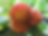 Thumbnail: Velvet apple mabolo butter fruit (Diospyros blancoi) seeds
