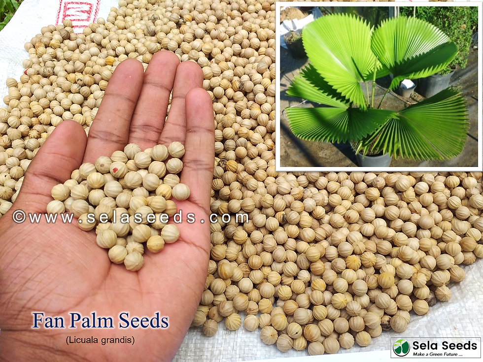 Fan Palm Seeds (Licuala grandis)