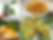 Jack fruit plant (Artocarpus heterophyllus)