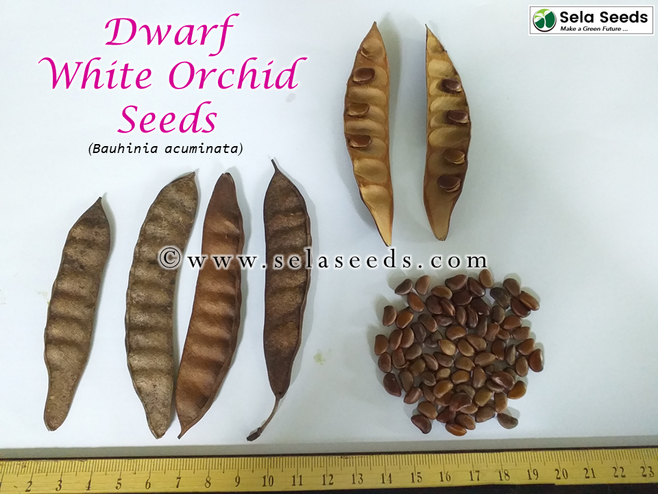 Thumbnail: Dwarf White Orchid Seeds (Bauhinia acuminata)