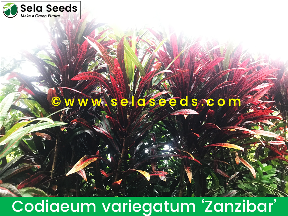 Miniaturbild: Sansibar Corton Stecklinge, Codiaeum variegatum