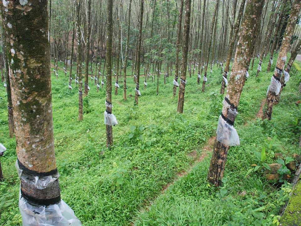 Miniatura: Rubber tree seeds (Hevea brasiliensis) for planting, fresh seeds