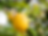 Lemon Seeds "Citrus limon" 100% fresh
