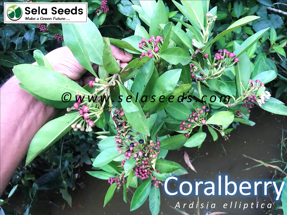 Thumbnail: Shoebutton ardisia, Balu dan seeds (Ardisia elliptic) oraganic seeds
