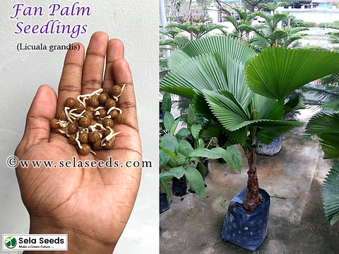 Fan Palm Seedlings (Licuala grandis) | Sela Seeds