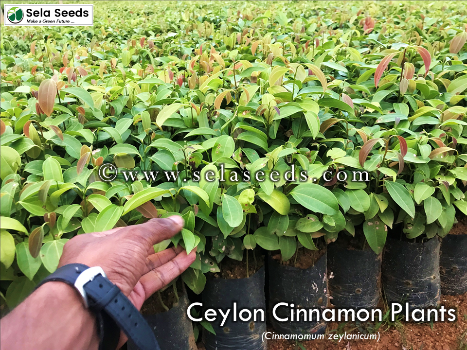 Miniaturbild: Ceylon Cinnamon Plants (Cinnamomum Zeylanicum) sela seeds