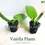 Miniatura: Vanilla live plant (vanilla planifolia) Madagascar Vanilla