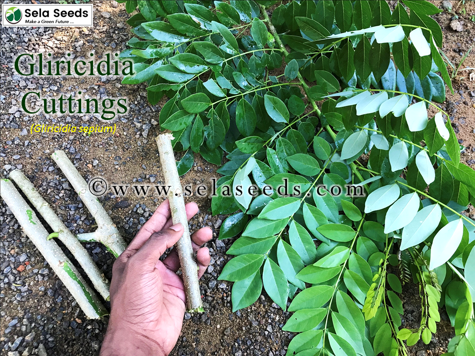 Miniature : Gliricidia cuttings (Gliricidia sepium) 5"-7" inch size