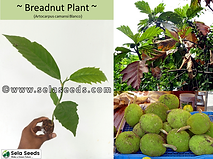 نبات الخبز (Artocarpus camansi) بلانكو