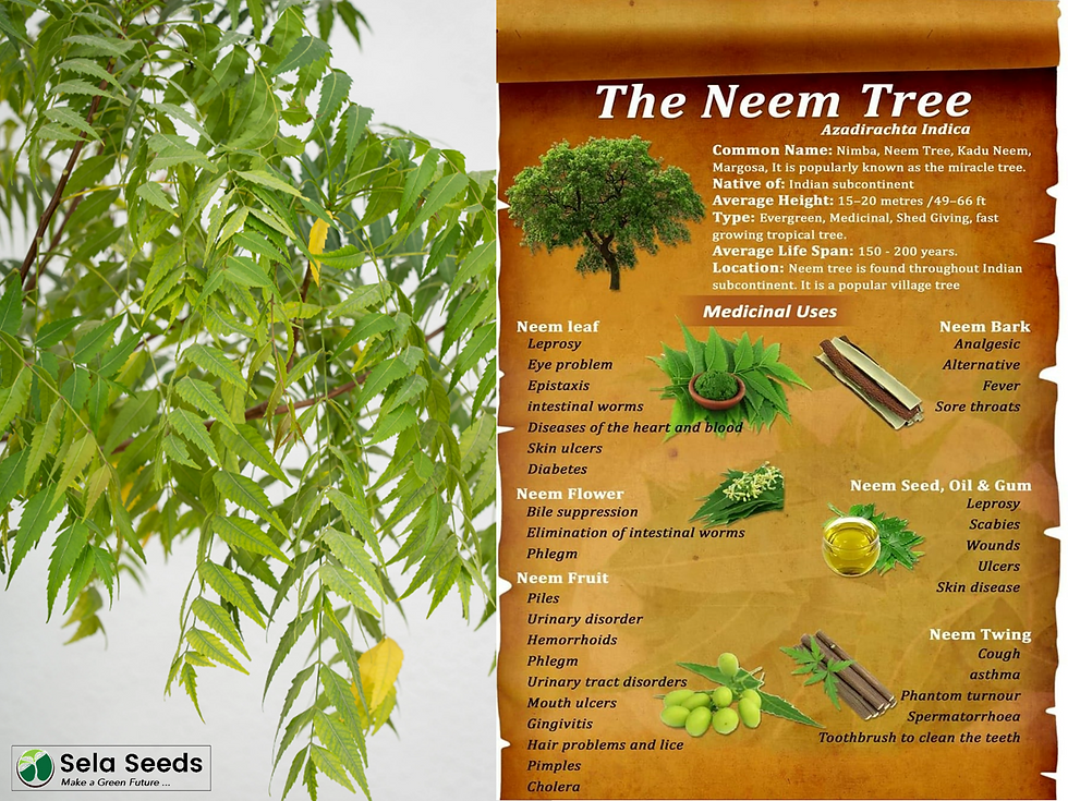 Miniature : Neem Plant (Azadirachta indica) Miracle Tree