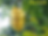 Star fruit, 5 fingers (Averrhoa carambola) Carambola fruit seeds