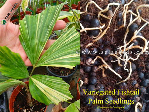 その他観葉植物 Caryota minis variegated Amazon.com : Variegated