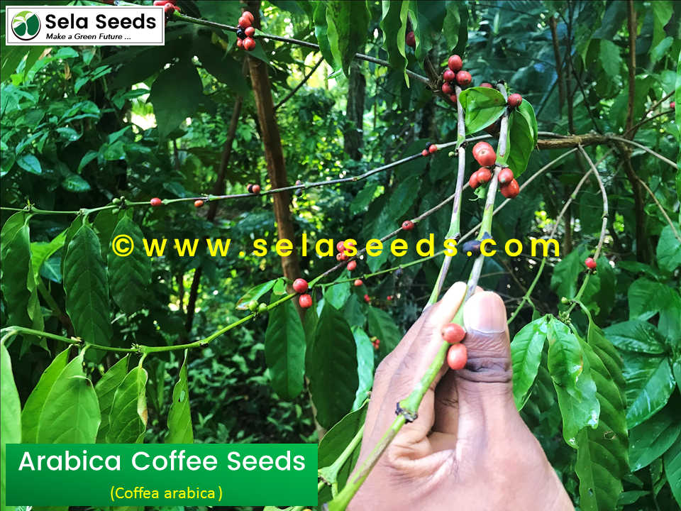 Thumbnail: Arabian Coffee, Coffea arabica, 100% fresh seeds