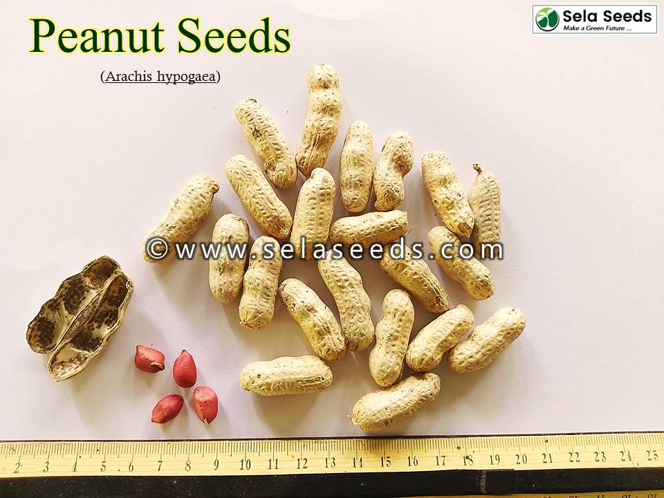 Miniatura: Peanut (Arachis hypogaea) fresh seeds for planting edible nuts