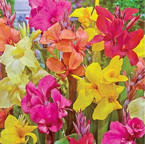 Canna Indica Mix Seeds (06 Varities of colors ) | Sela Seeds