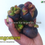 Miniaturbild: Mangosteen Seeds  (Garcinia mangostana)