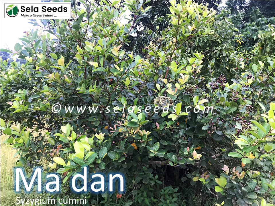 Thumbnail: Ma Dan | Java Plum Tree | Syzygium cumini seeds