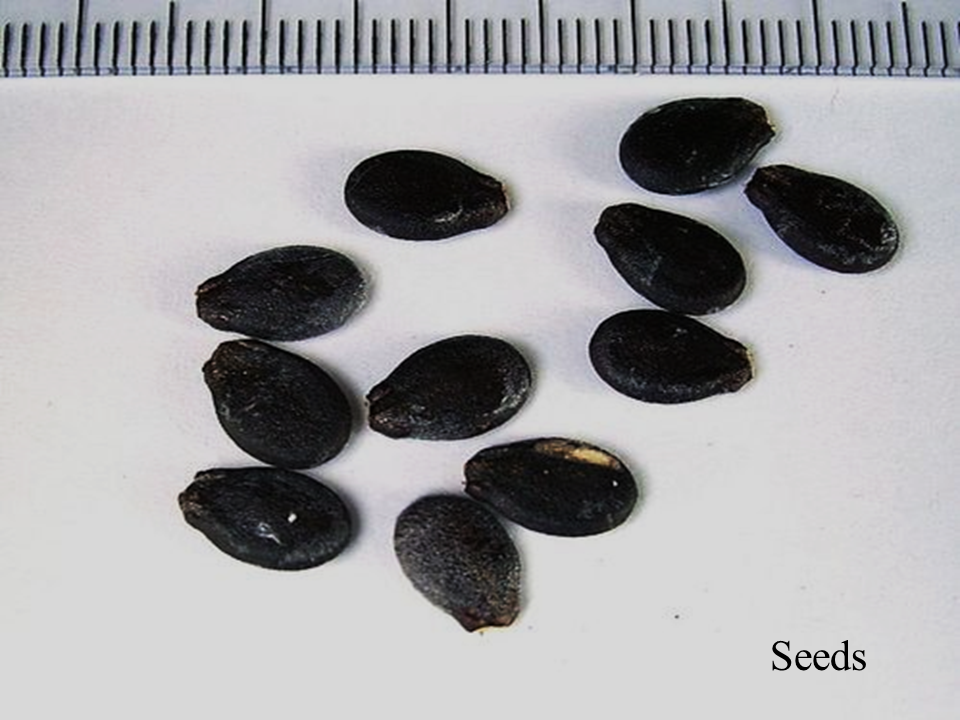 Miniaturbild: Watermelon seeds "Citrullus lanatus" NON-GMO, Organic Seeds
