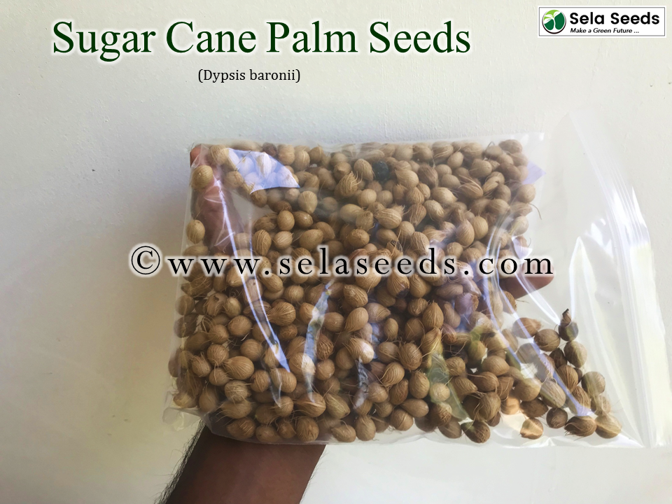 Miniature : Sugar Cane Palm Seeds (Dypsis baronii)