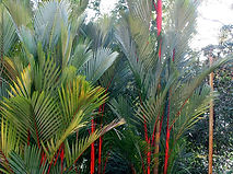 Red Sealing Wax Palm, Lipstick Palm plant (Cyrtostachys renda) rare palm